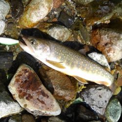 フライ名人とイワナ釣り